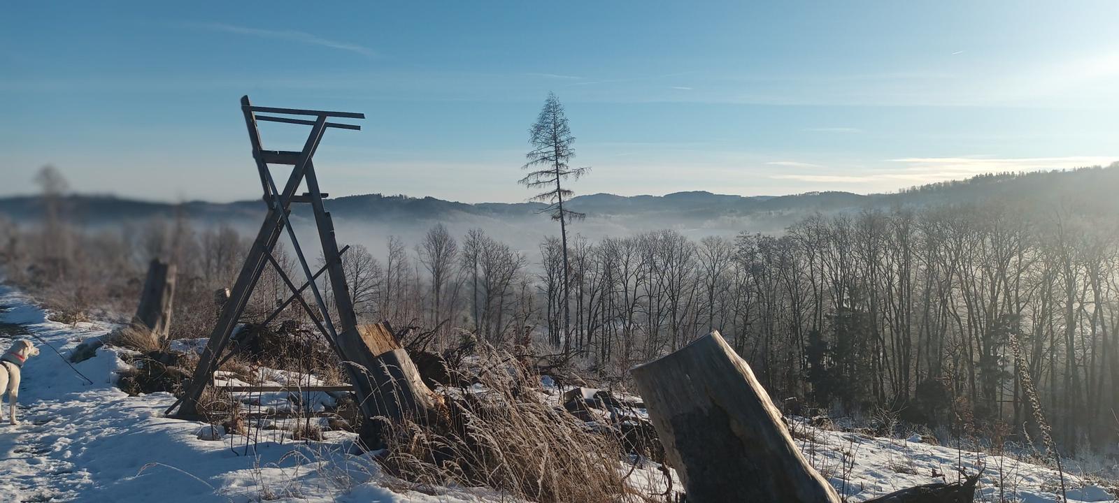 Schneebedeckter Wald mit Blick auf Hügel und einen einzelnen Baum.