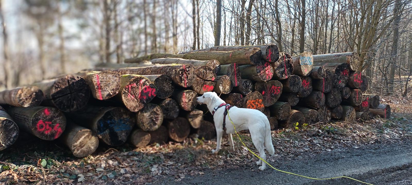 Flora unterwegs in der Natur