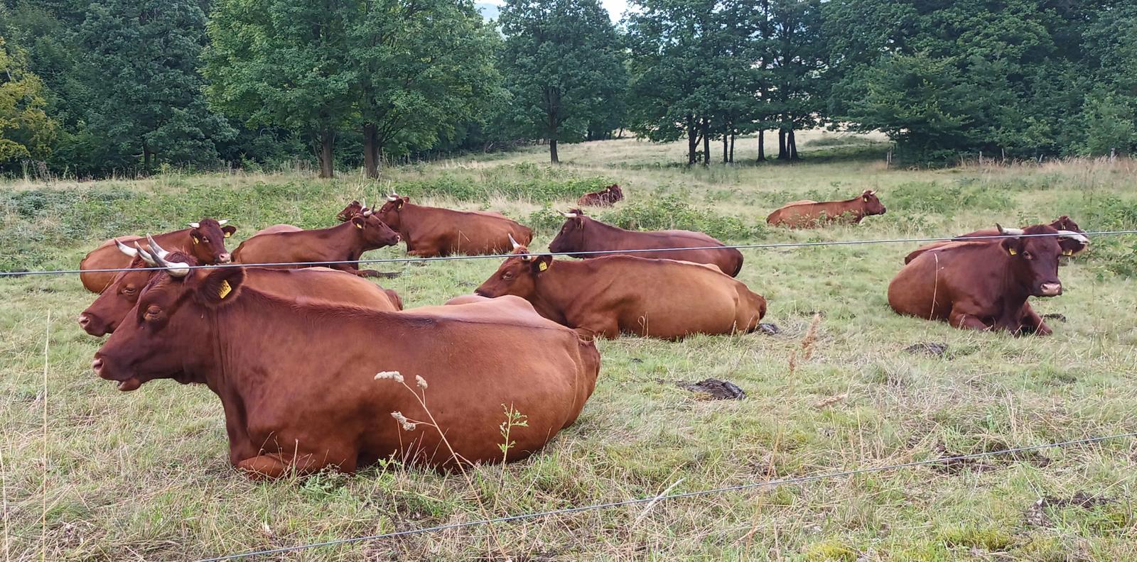 unser "Harzer Höhenvieh"