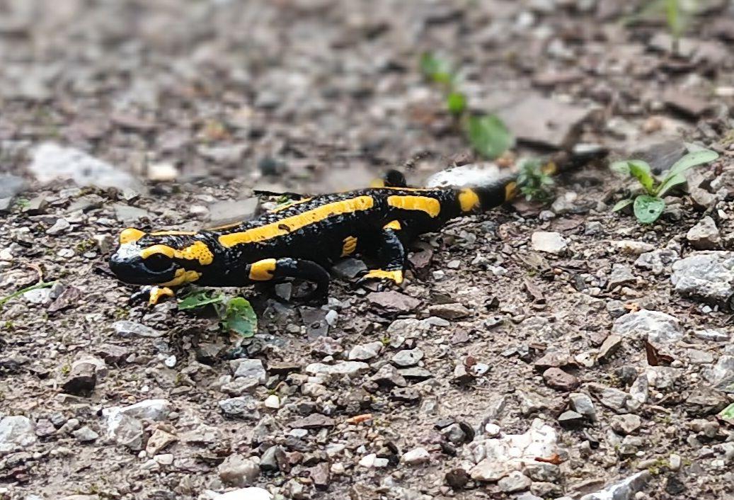 Salamander, gibt es hier auch