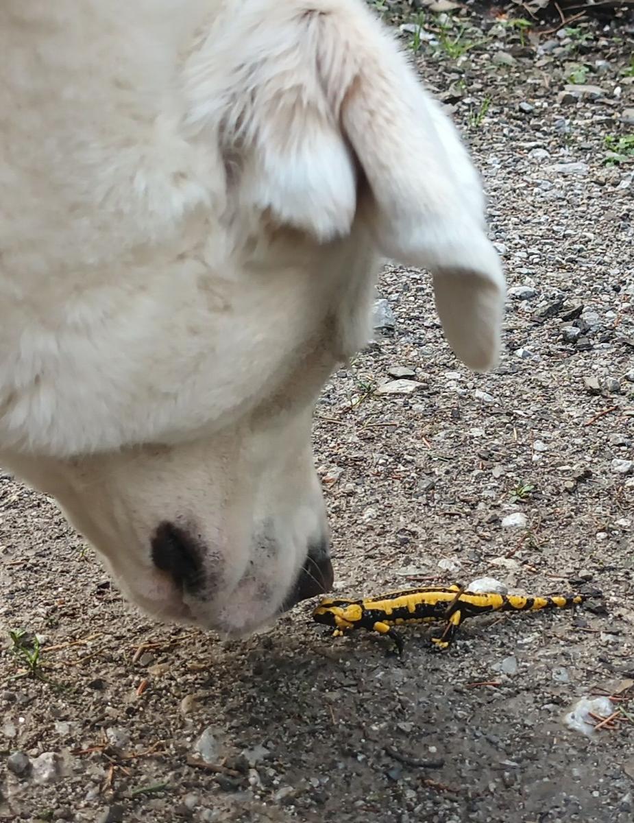 Ein weißer Hund beobachtet eine gelb-schwarze Salamander auf dem Boden.