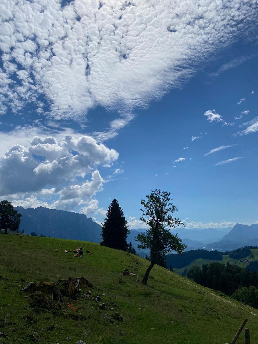 Green meadow with trees and mountains under blue sky with white clouds.