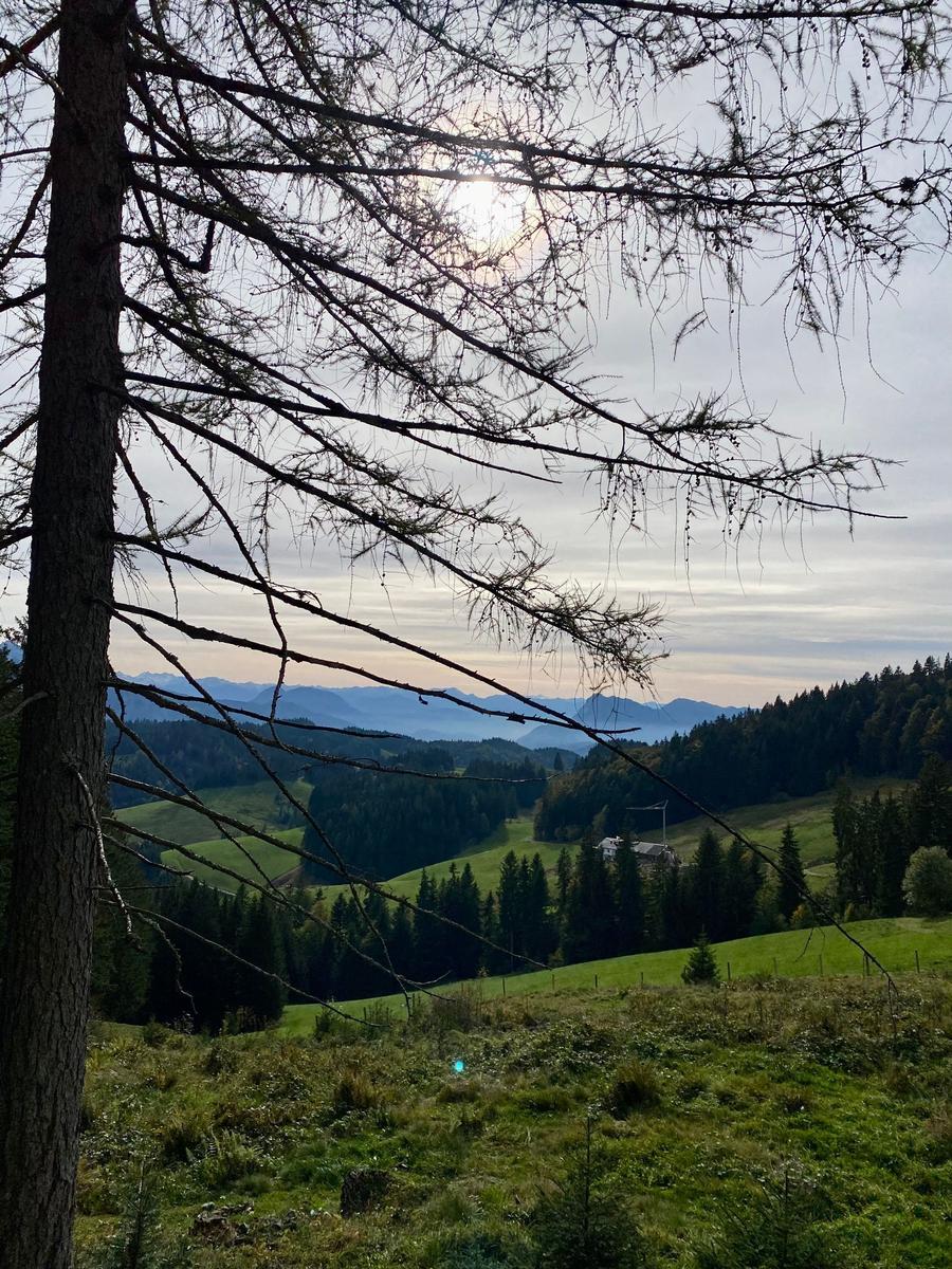 View through tree branches onto green hills and mountains under sun.
