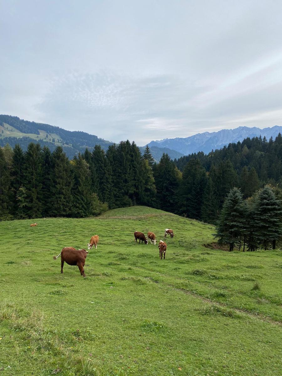 Cows graze on a green meadow before forest and mountains.