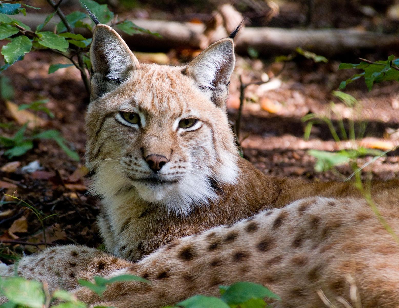 Wanderung zum Luchsgehege