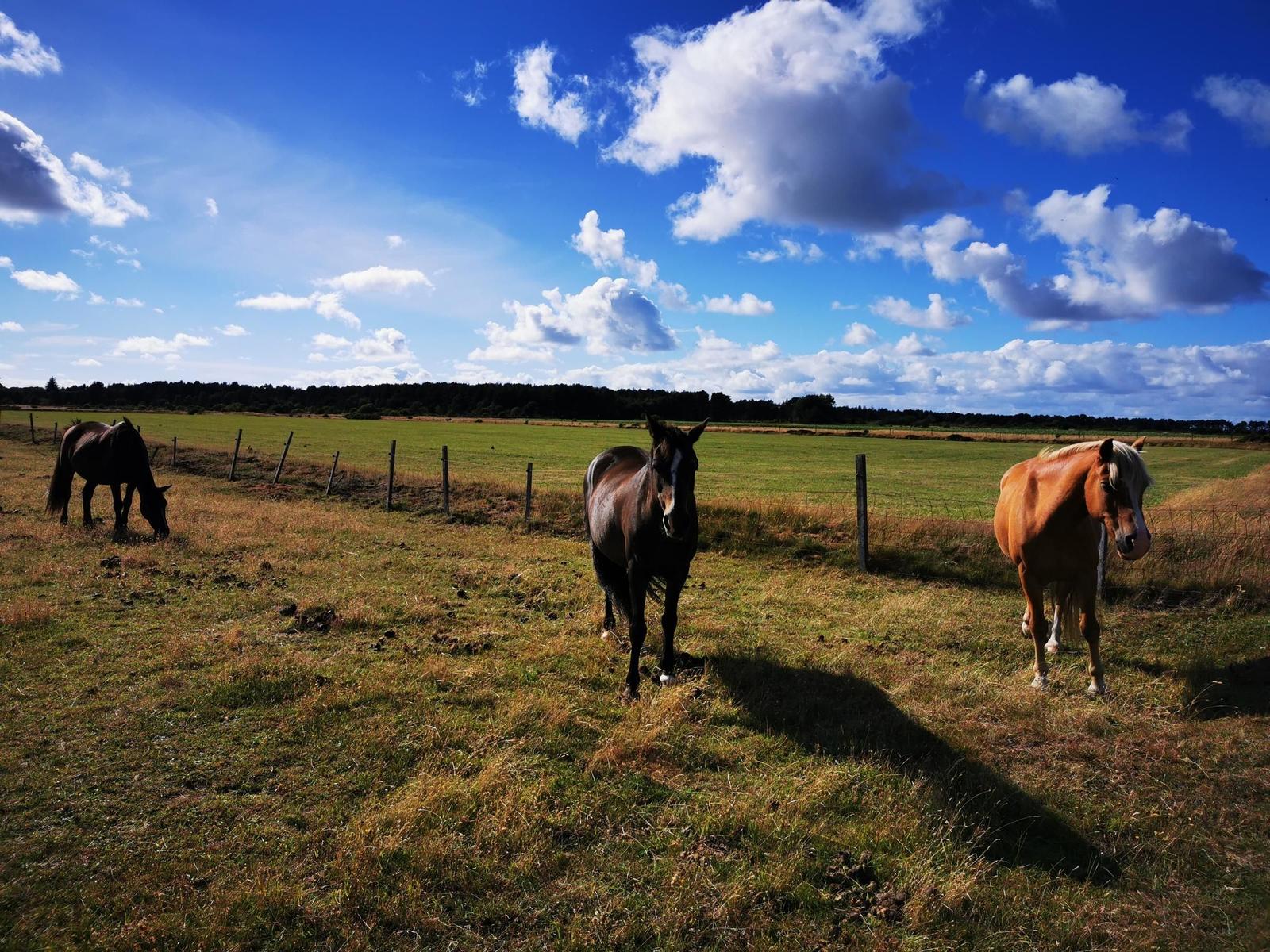 Drei Pferde grasen in einem grünen Feld unter blauem Himmel mit weißen Wolken.