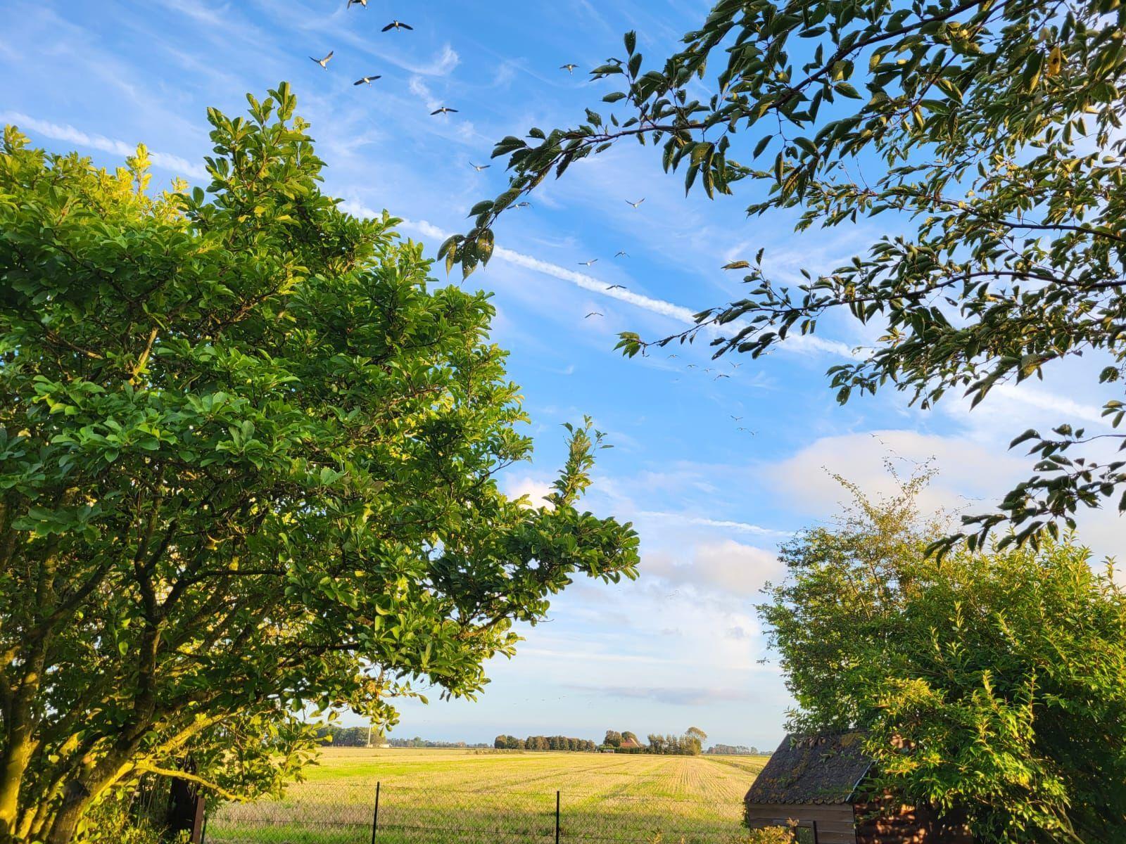 Weitläufiges Feld unter blauem Himmel mit fliegenden Vögeln und grünen Bäumen im Vordergrund.