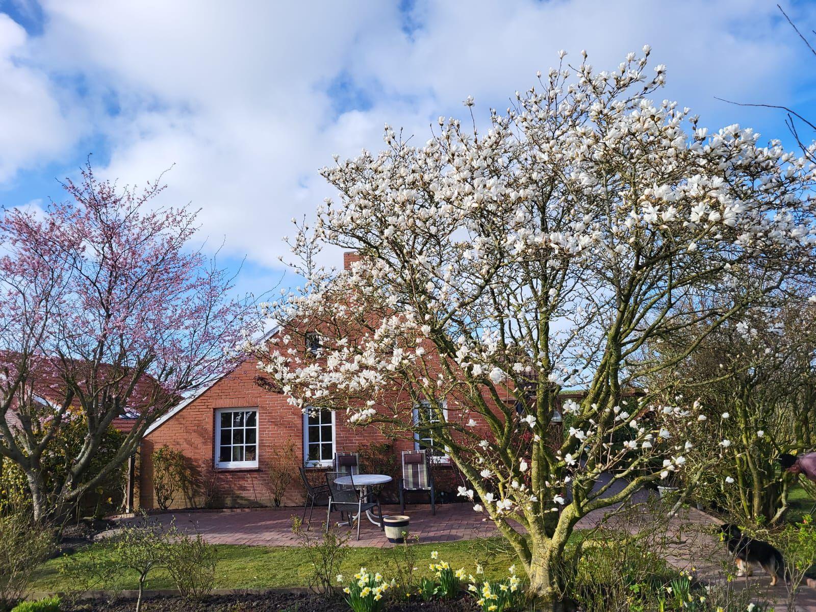 Rotes Backsteinhaus mit Blumengarten und blühenden Bäumen im Vordergrund.