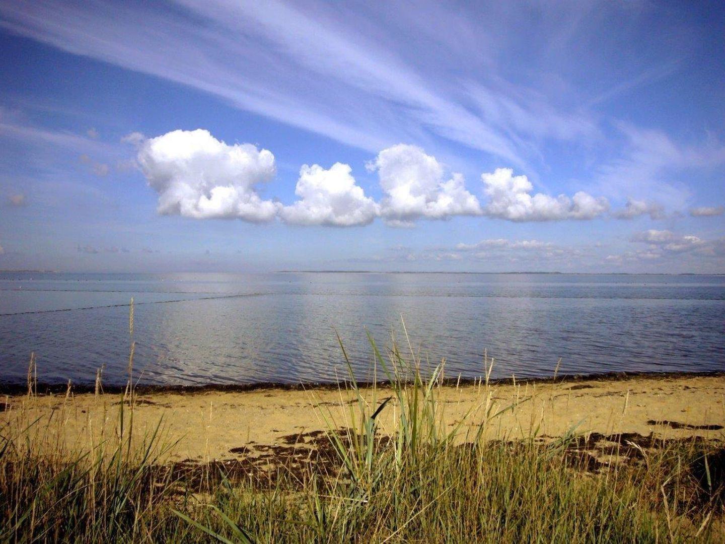 Strandufer mit Gräsern, ruhigem Wasser und blauem Himmel mit weißen Wolken.