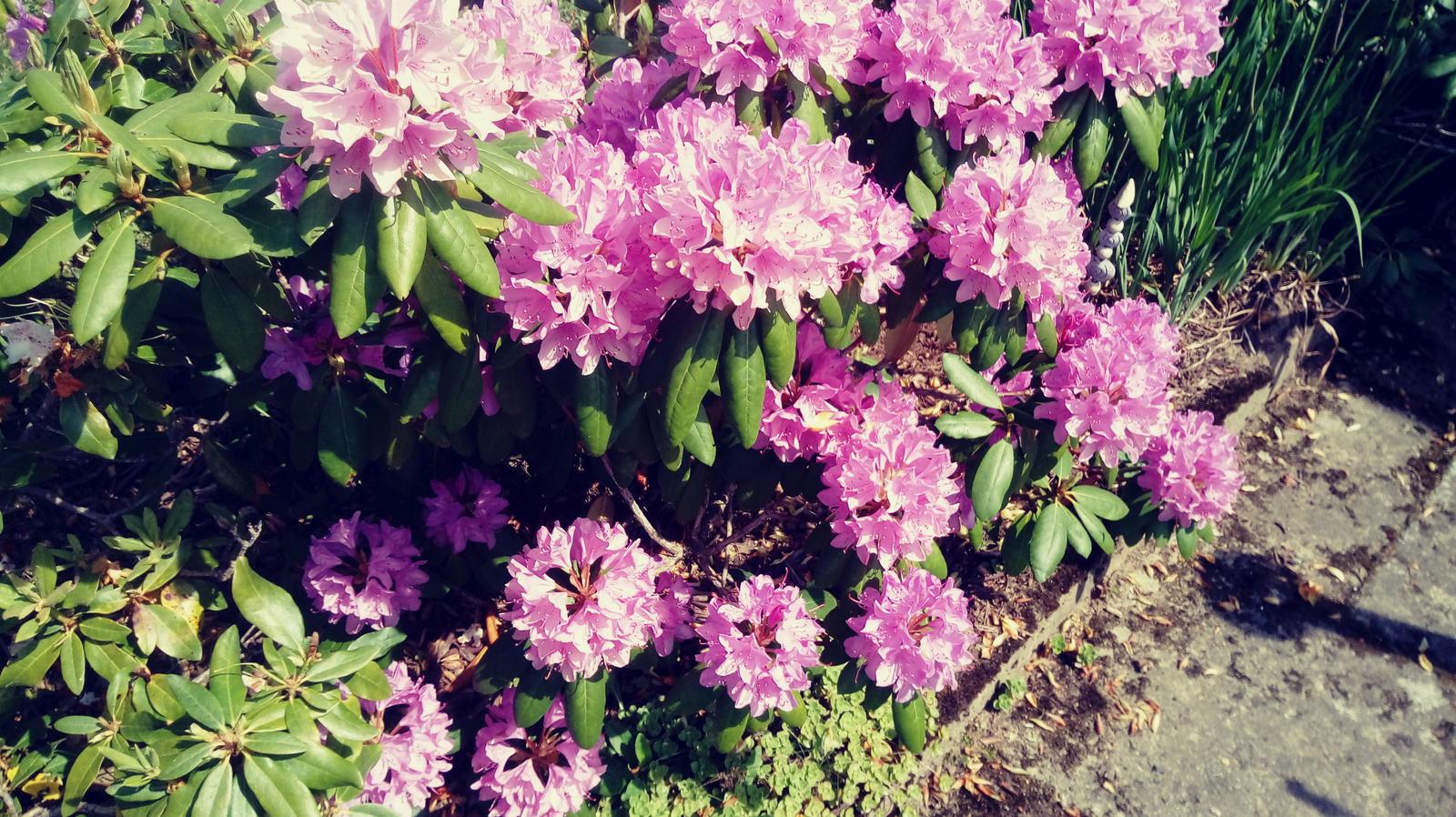 Blühender Strauch mit rosa Rhododendronblüten neben Steinweg