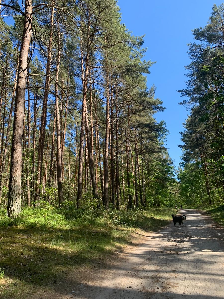 Spaziergang mit Hund durch die Baaber Heide.