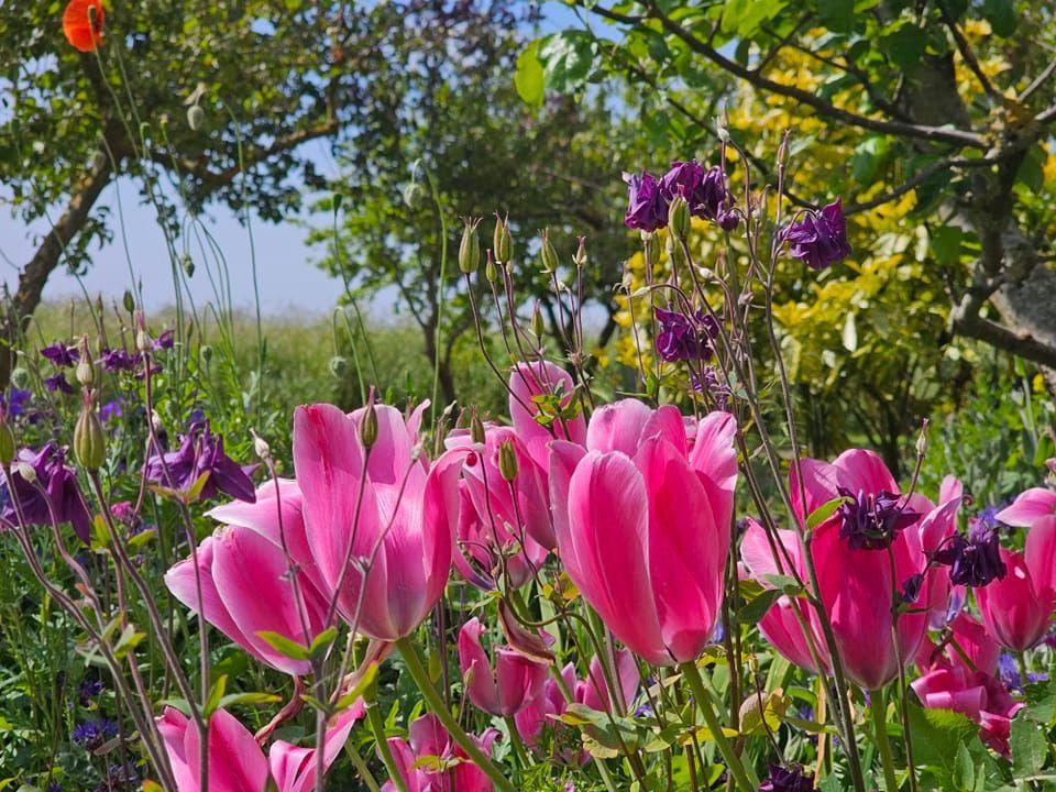 Pinkfarbene Tulpen und lila Blüten im Garten unter Bäumen.