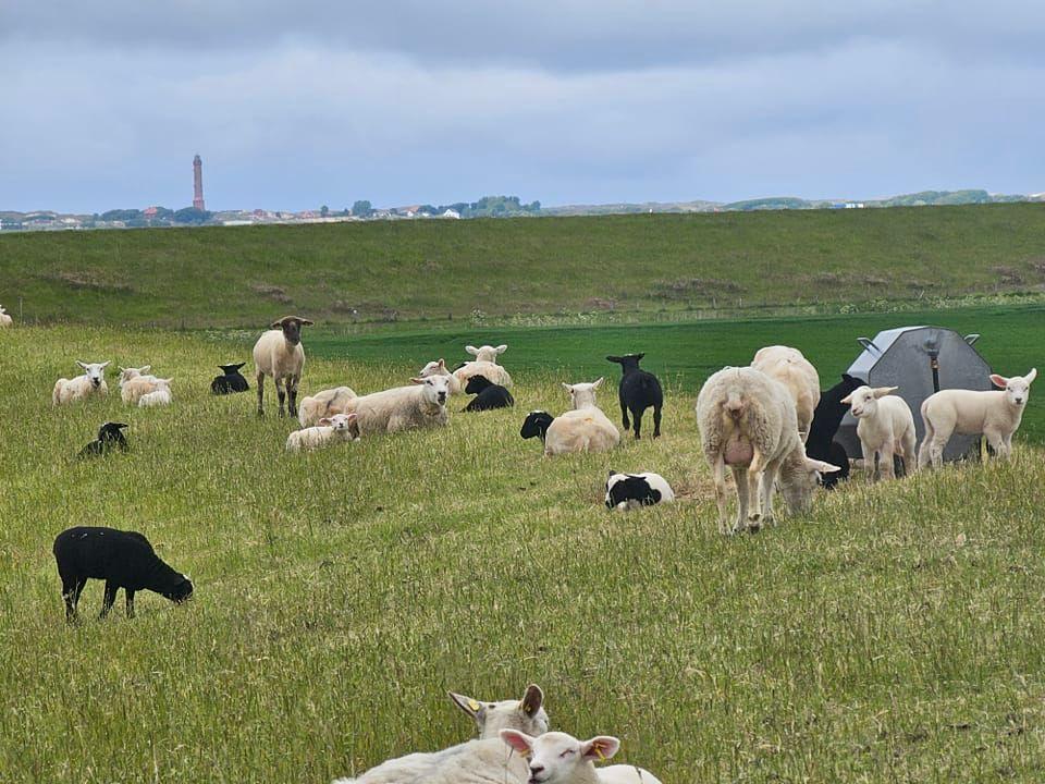 Flock of sheep grazing on green field, tower and hills in background.