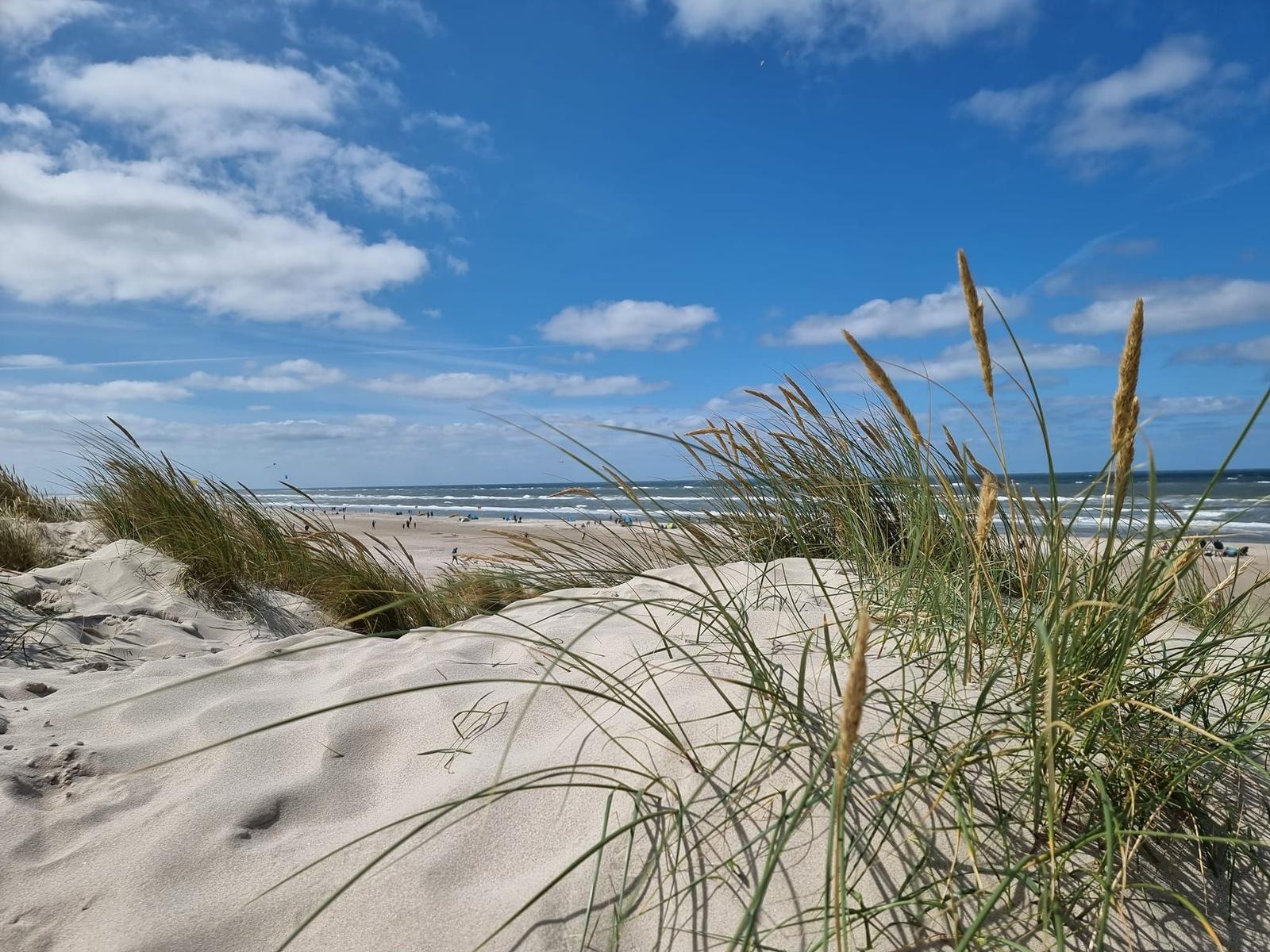 Beach with dunes and beach grass under blue sky with white clouds.