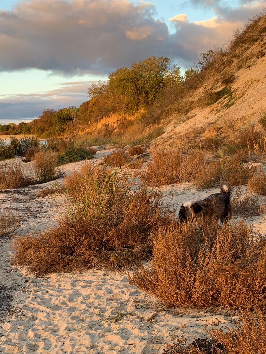 Herbstspaziergang mit Hund Rudi am Südstrand