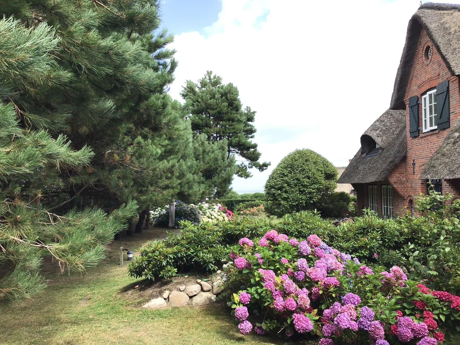 Haus mit Strohdach, blühende Hortensien und Nadelbäume im Garten.