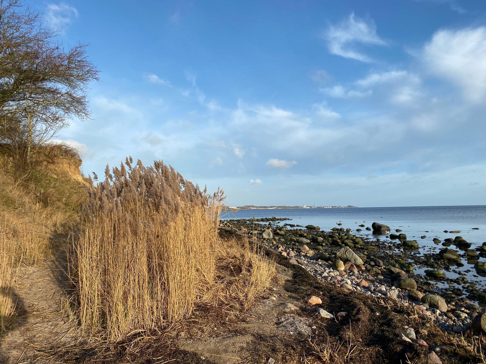 Strand mit Steinen und hohem Schilf unter blauem Himmel.