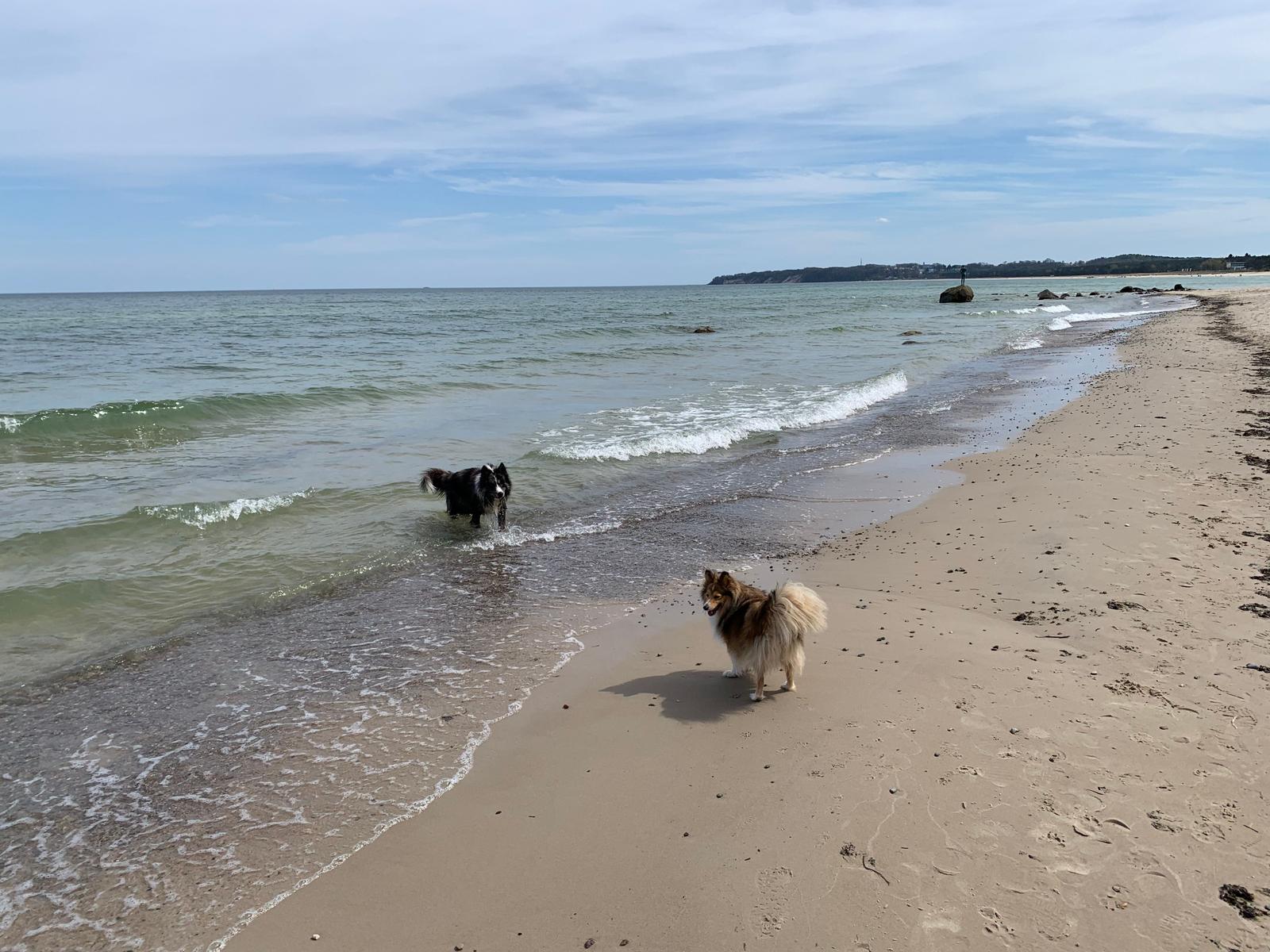 Hunde sind bei uns ebenfalls willkommene Gäste!