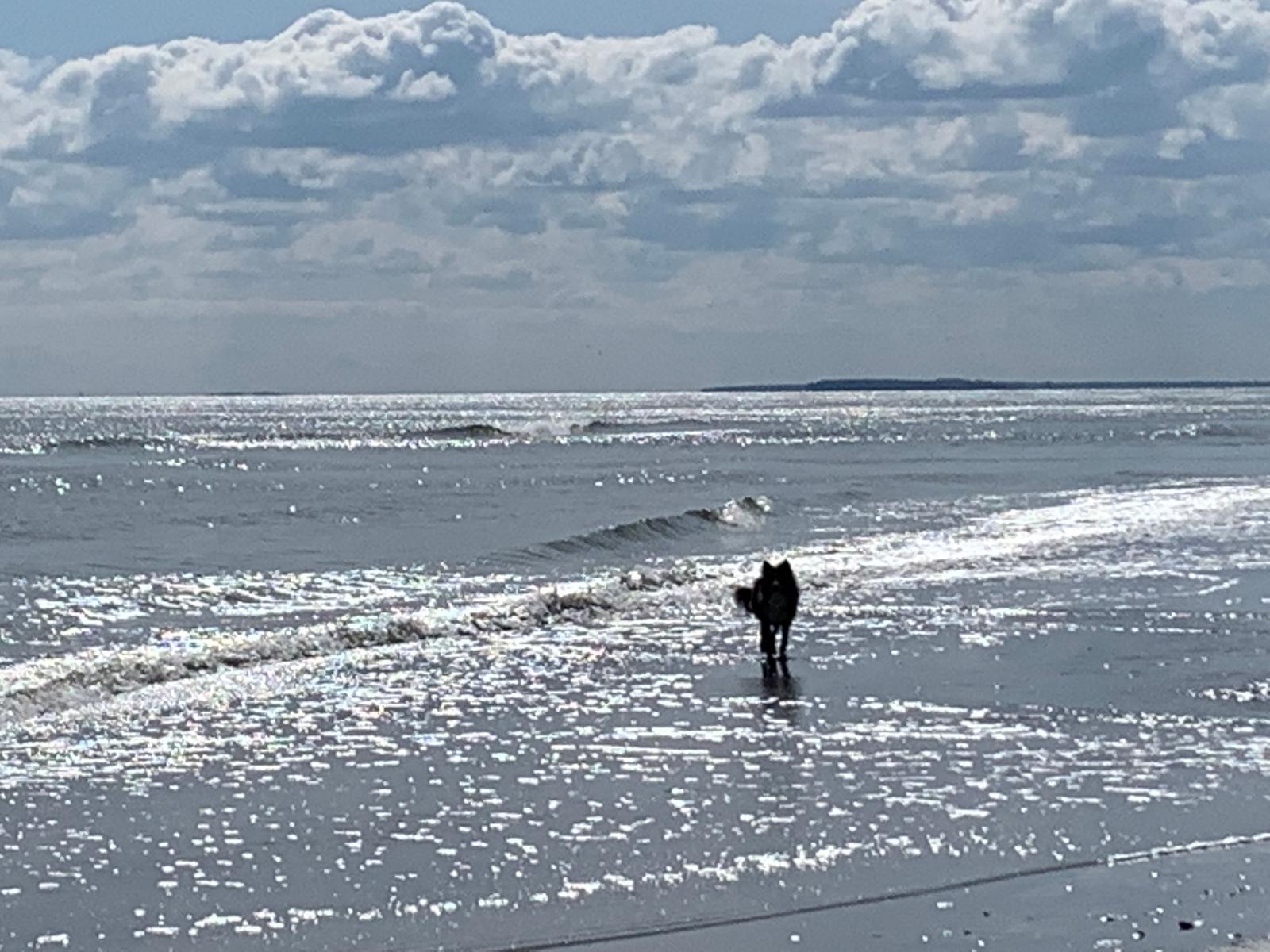 Rudi am Strand