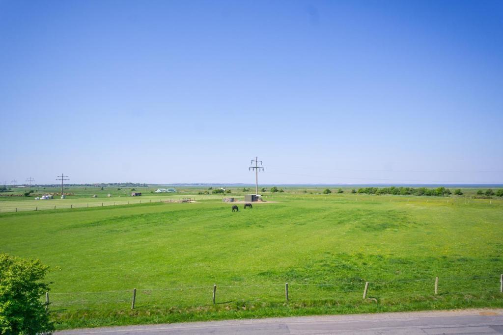Weitläufiges Grünfeld mit zwei Pferden und Strommasten unter blauem Himmel.