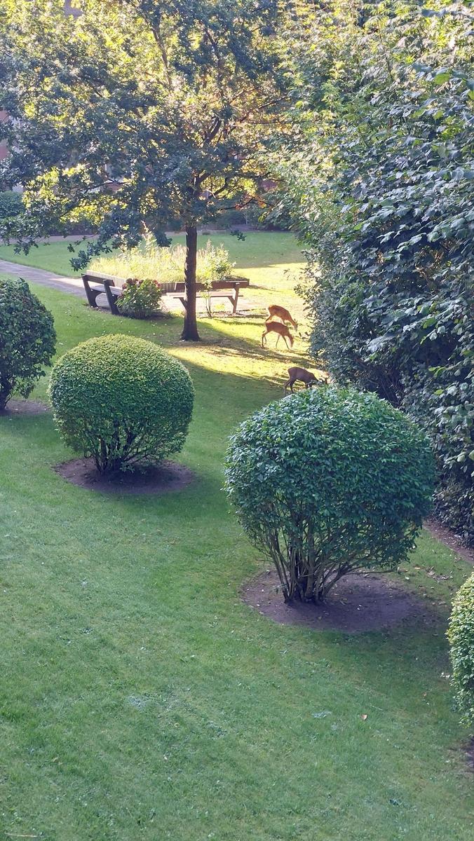 Garten mit Rasen, Bäumen und drei Hirschen, die grasen.