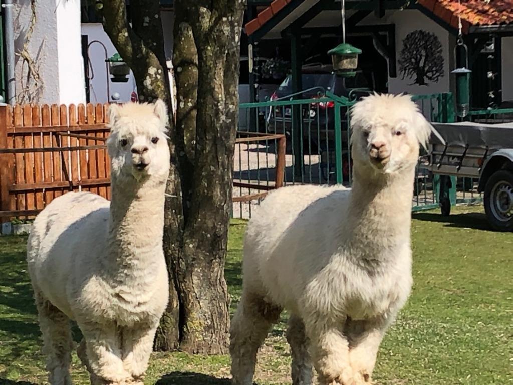 unsere Alpaka