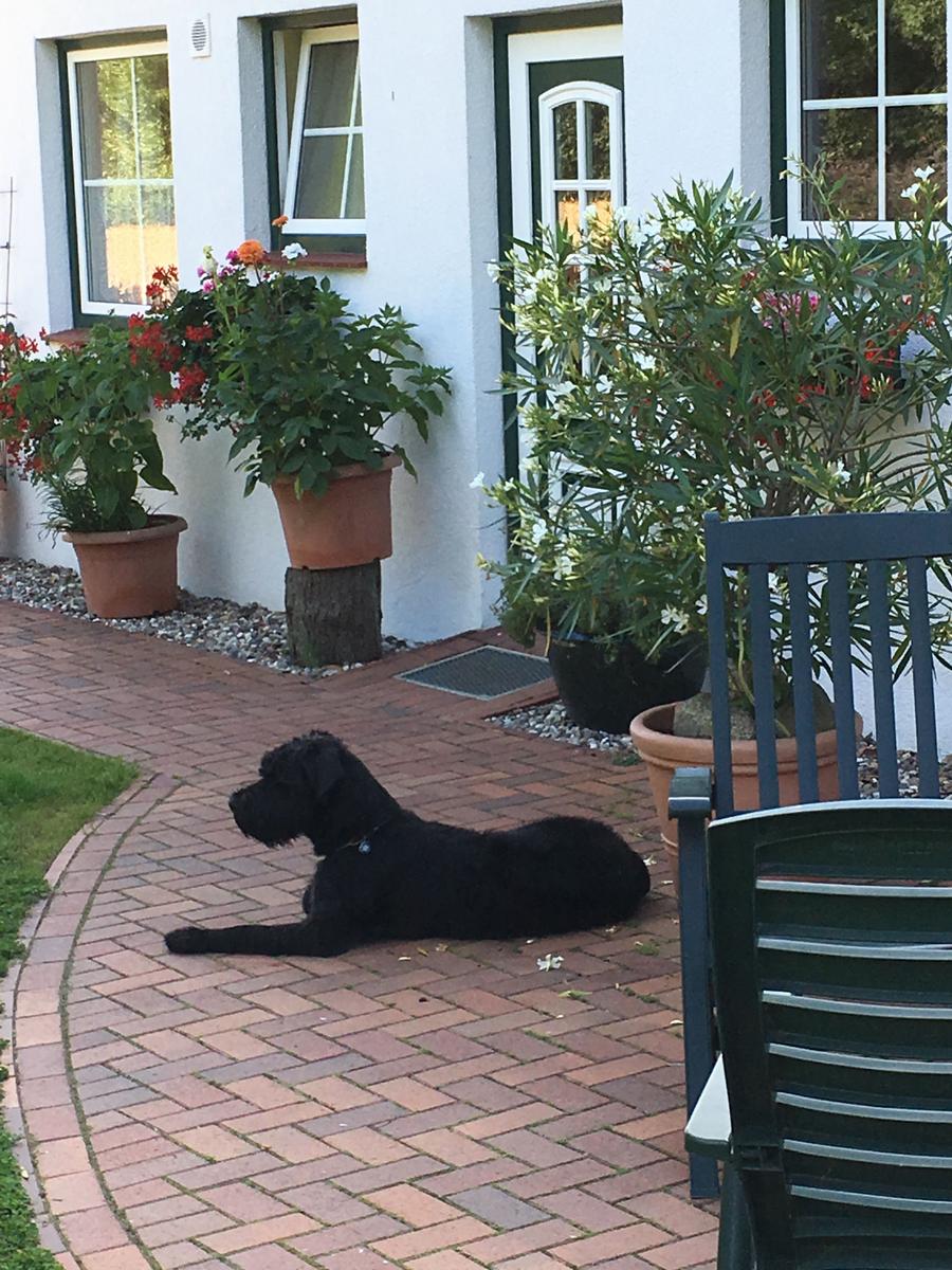 Schwarzer Hund liegt auf Steinplatten vor einem Haus mit Blumen.