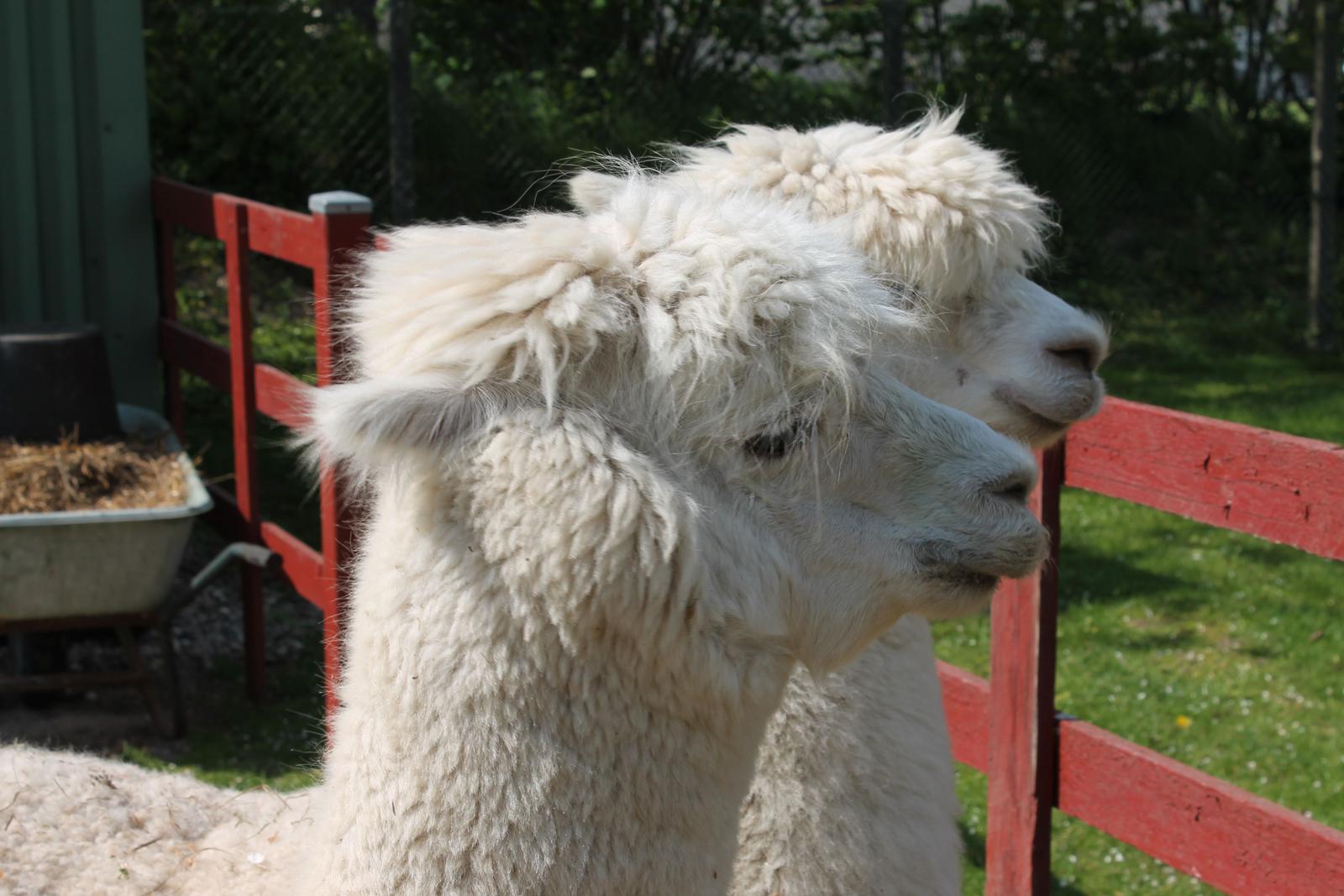 Unsere Alpaka Horst und Fridolin
