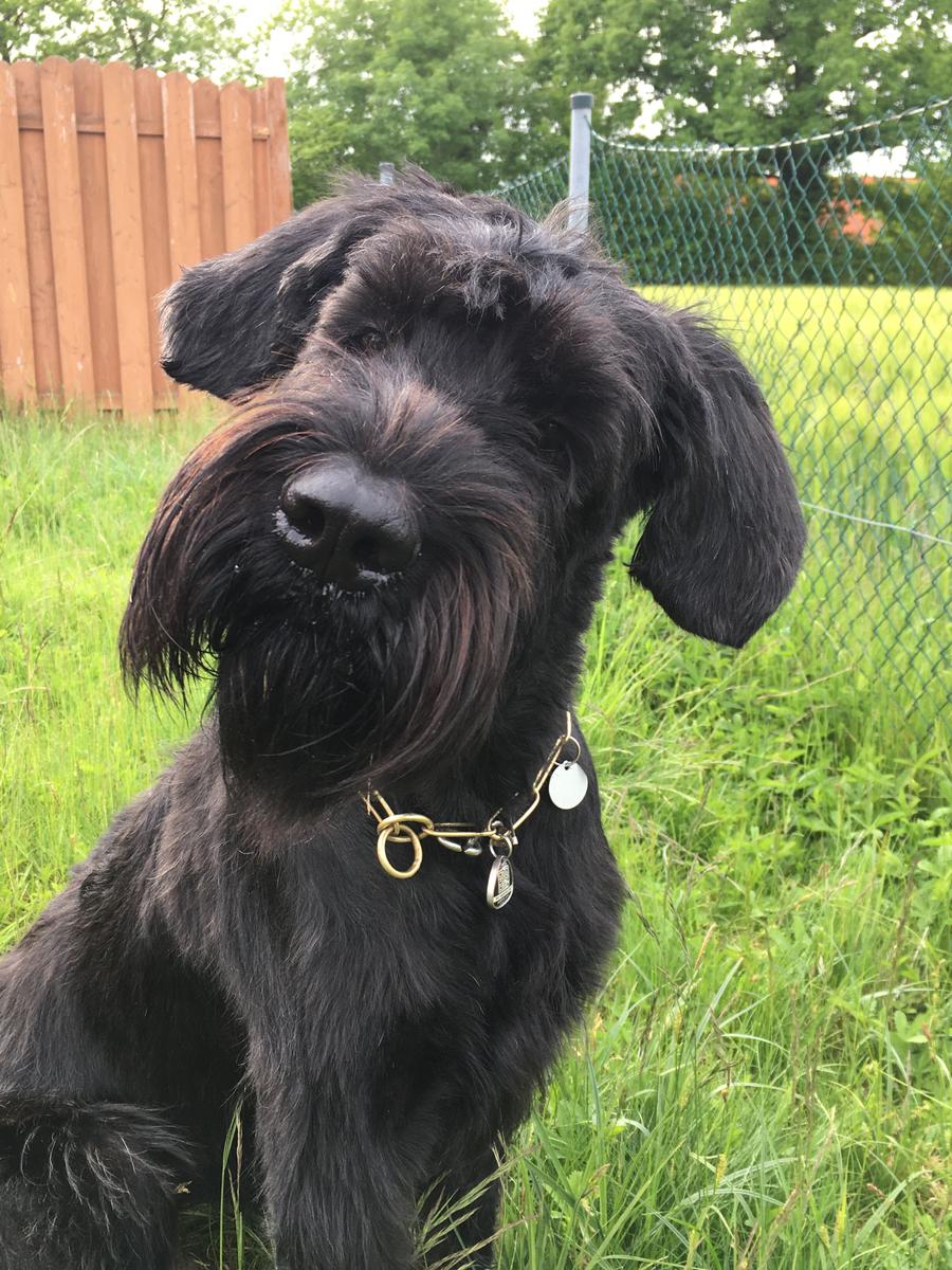 Eby, die Riesenschnauzerdame