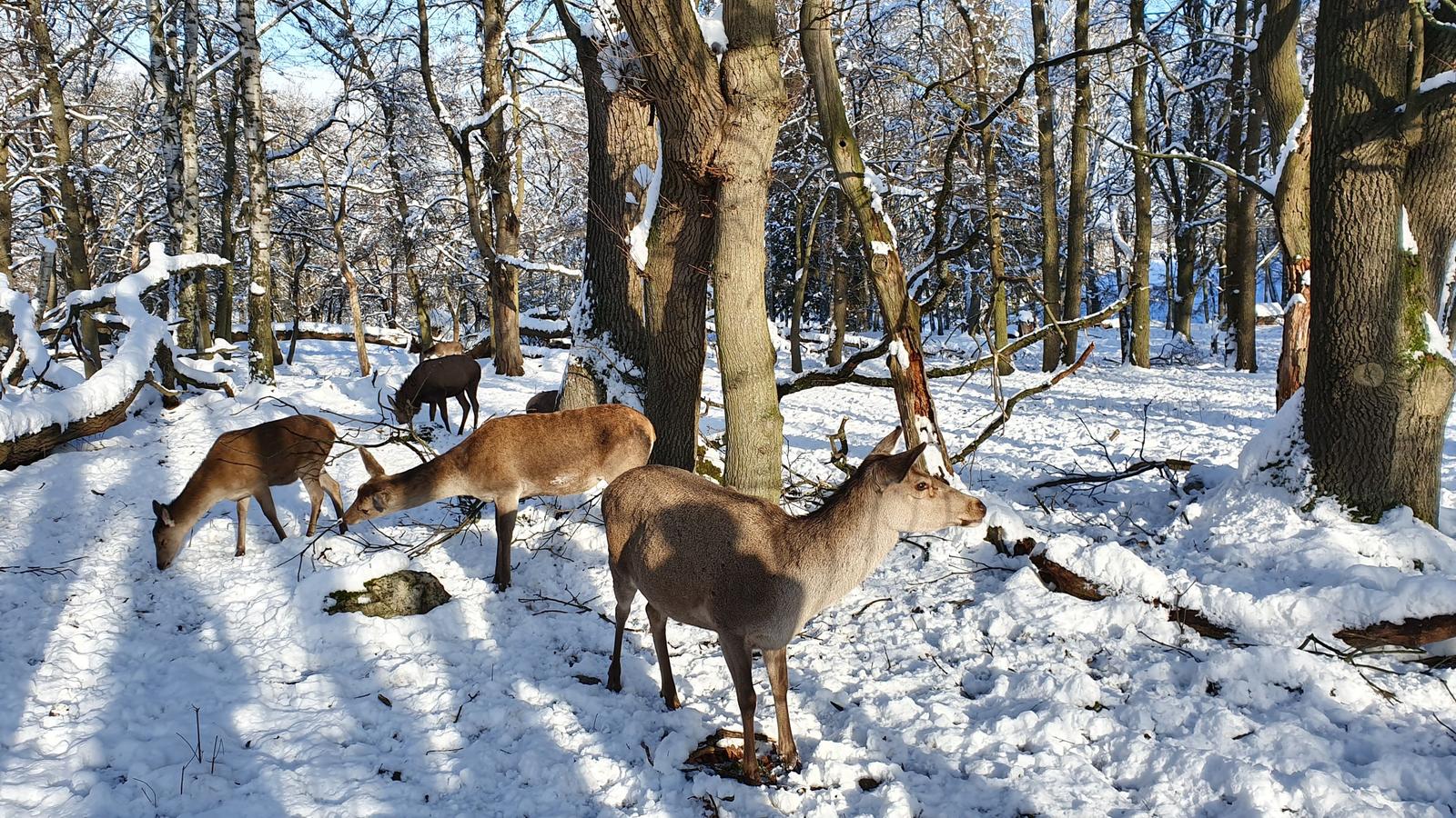 Das Wildgehege in Bad Harzburg