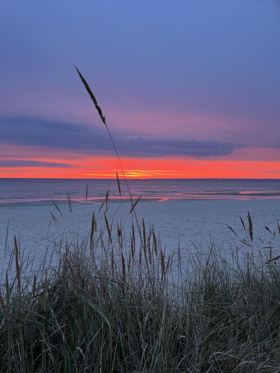 Sunset over the sea with reeds in the foreground.