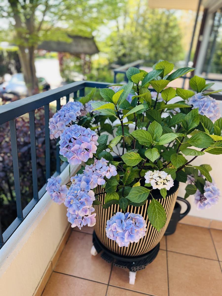 Blauer Hortensienstrauß in einem gestreiften Topf auf einer Terrasse mit Geländer.