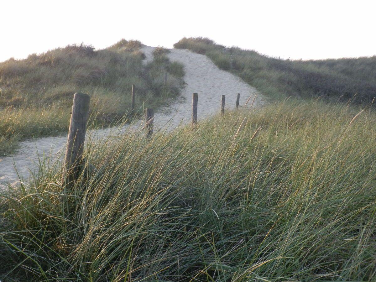 Sandweg durch Dünen mit hohem Gras und Holzpfosten