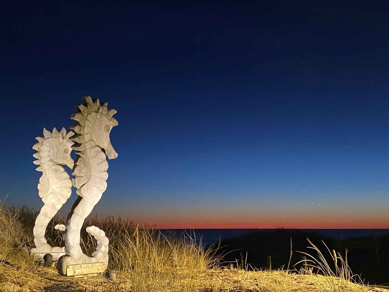 Die Nachbarschaft: Samoa-Seepferdchen