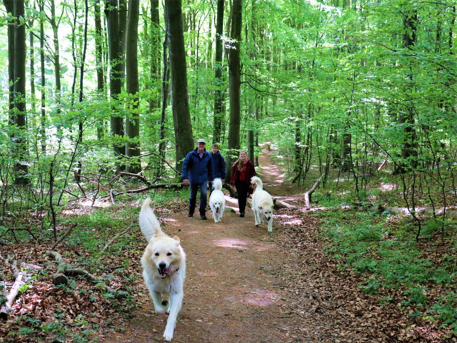 Wanderung mit Hunden