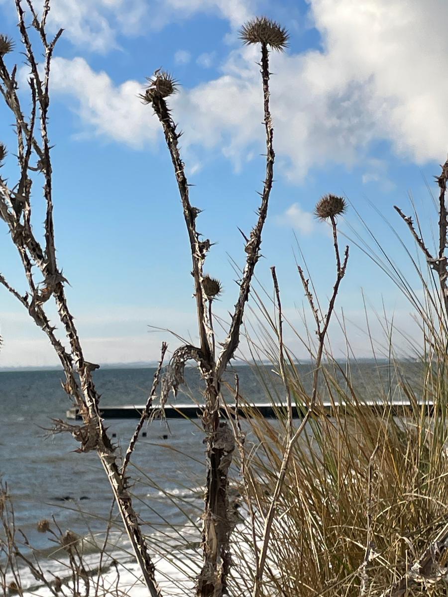 Dornige Pflanzen im Vordergrund, dahinter Meer und Himmel mit Wolken.