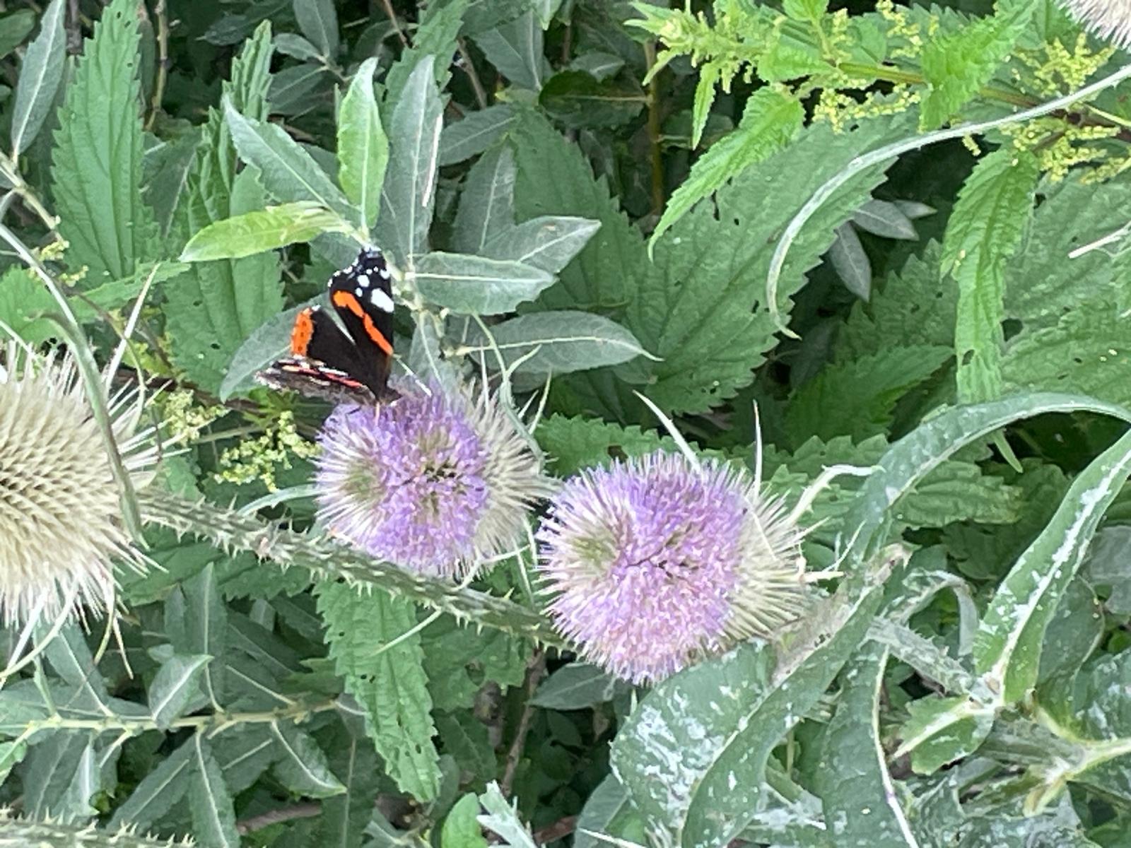 Schmetterling auf lila Distelblüte in grüner Vegetation