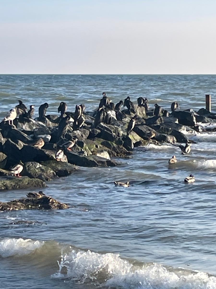 Viele Vögel sitzen auf Steinen am Wasser. Wellen brechen an der Küste.