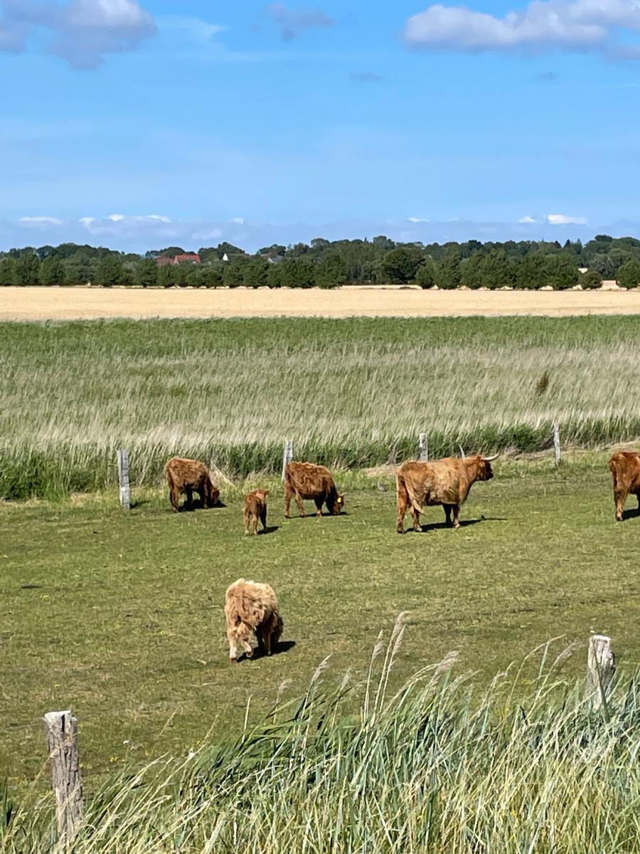 Hochlandrinder grasen auf einer grünen Wiese mit Blick auf Felder und Bäume.