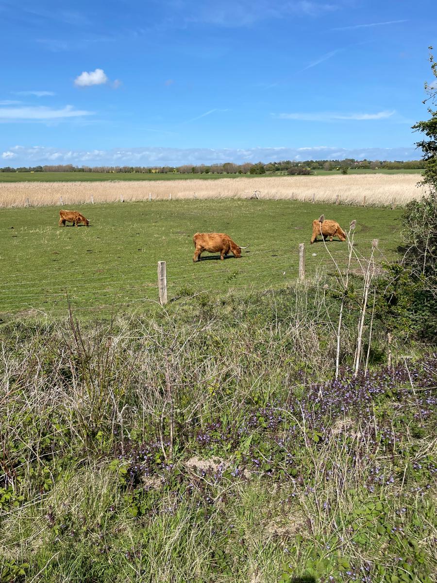 Drei Hochlandrinder grasen auf einer grünen Wiese unter blauem Himmel.