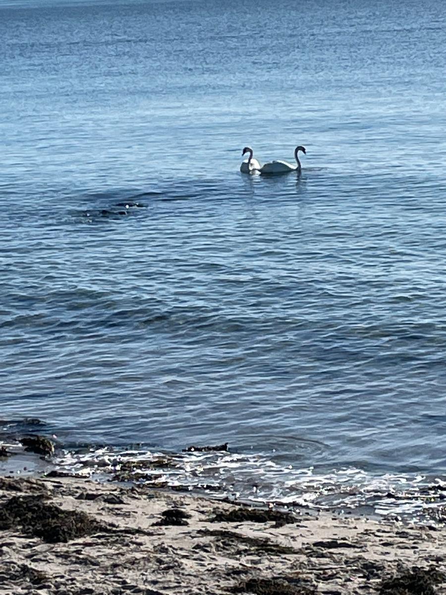 Zwei Schwäne schwimmen im ruhigen Wasser nahe dem Strand.