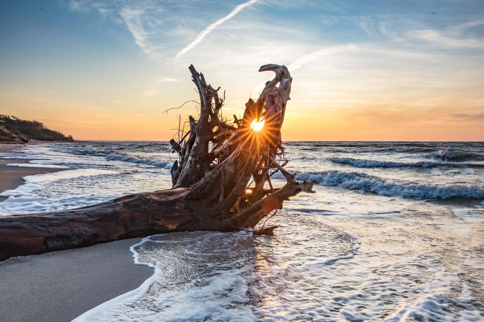 Sonnenuntergang hinter einem toten Baumstamm am Strand.