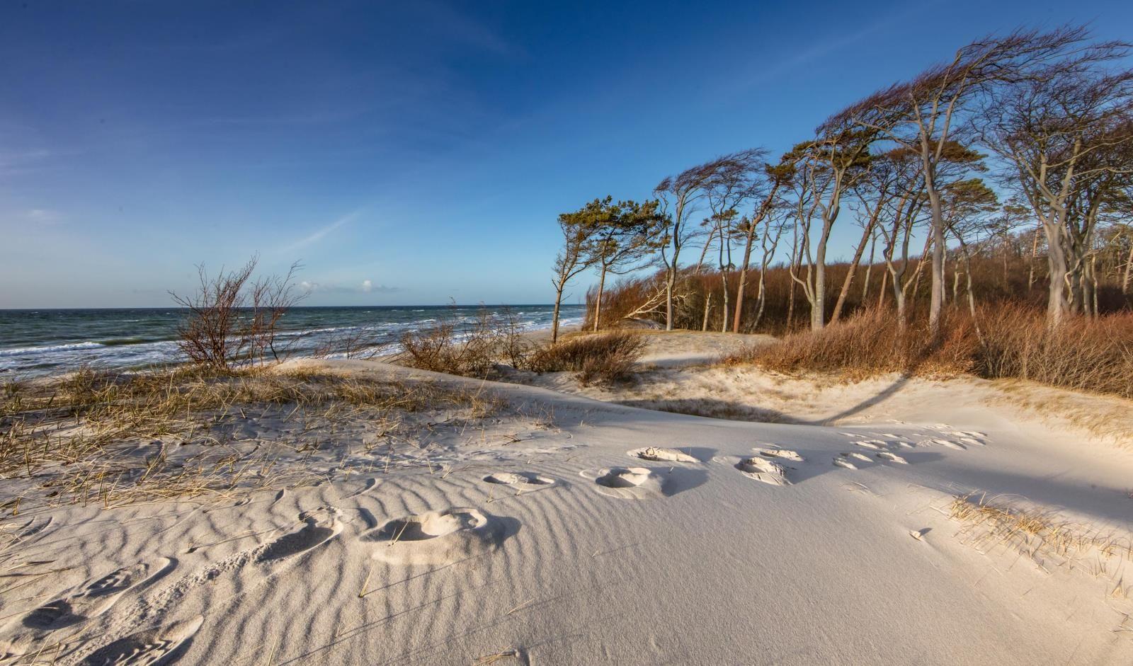 Sanddünen mit Spuren führen zum Meer. Bäume und Strandvegetation sind sichtbar.