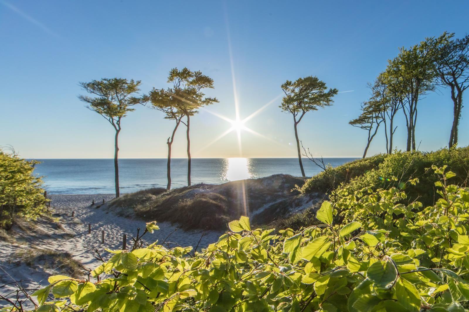 Sonnenlicht durch Bäume auf Strand und Meer