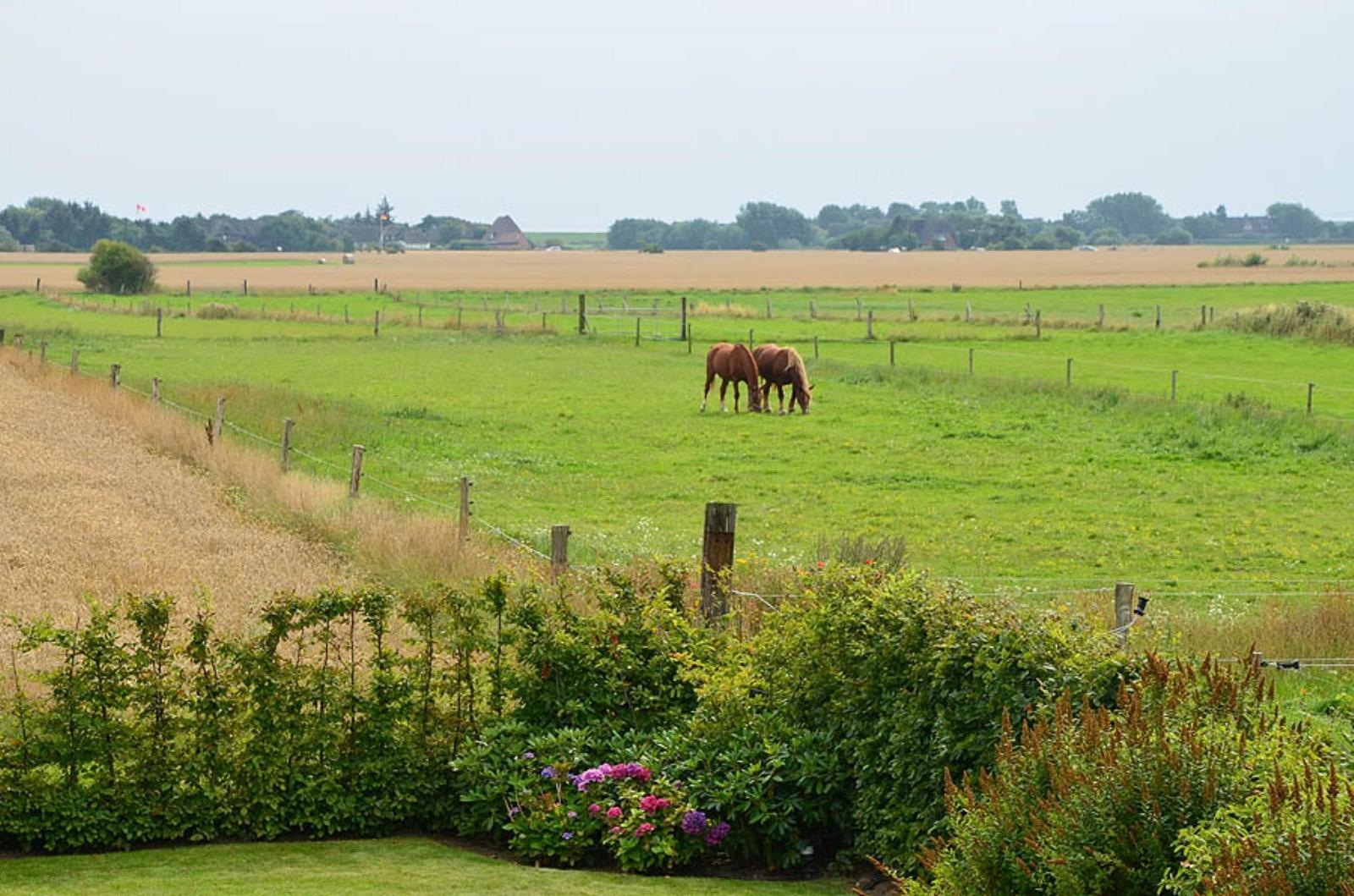 Zwei Pferde grasen in einem grünen Feld hinter einem Zaun mit Blumen.