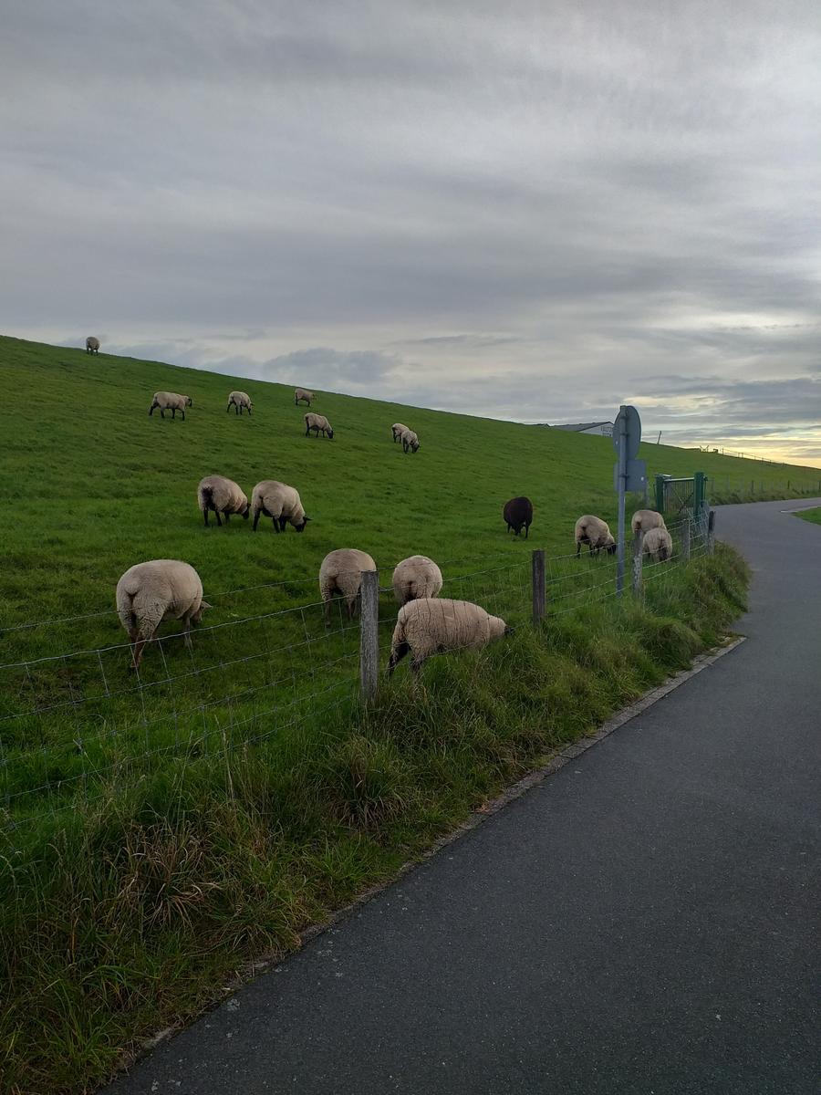 Blick von unserem Grundstück auf den Deich