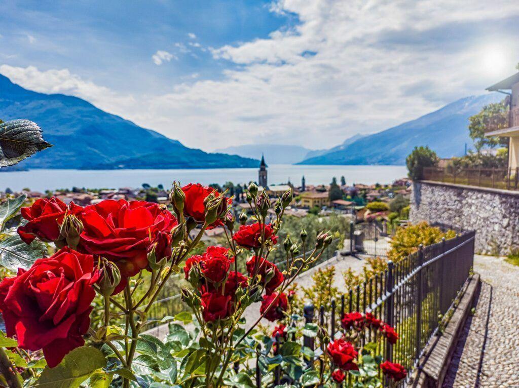 Rote Rosen blühen vor Blick auf See und Berge.