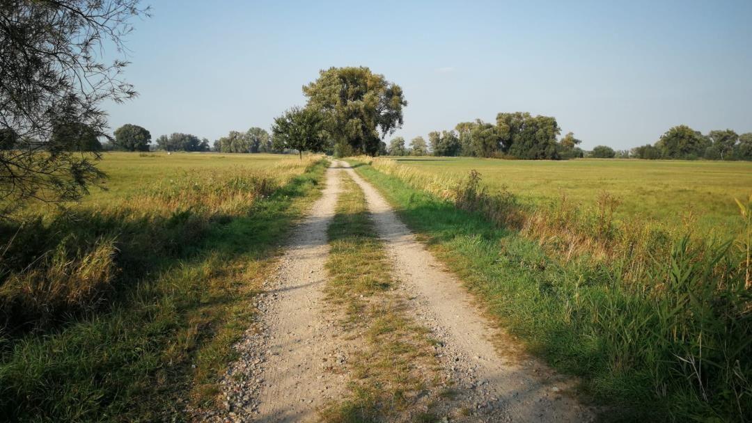 An unpaved path leads through a green field to trees in the background.