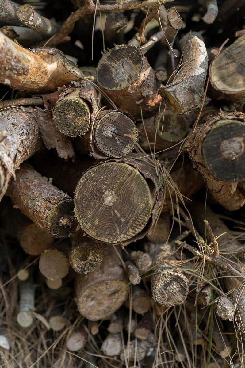 Holzstapel mit frisch gesägten Baumstämmen und Ästen