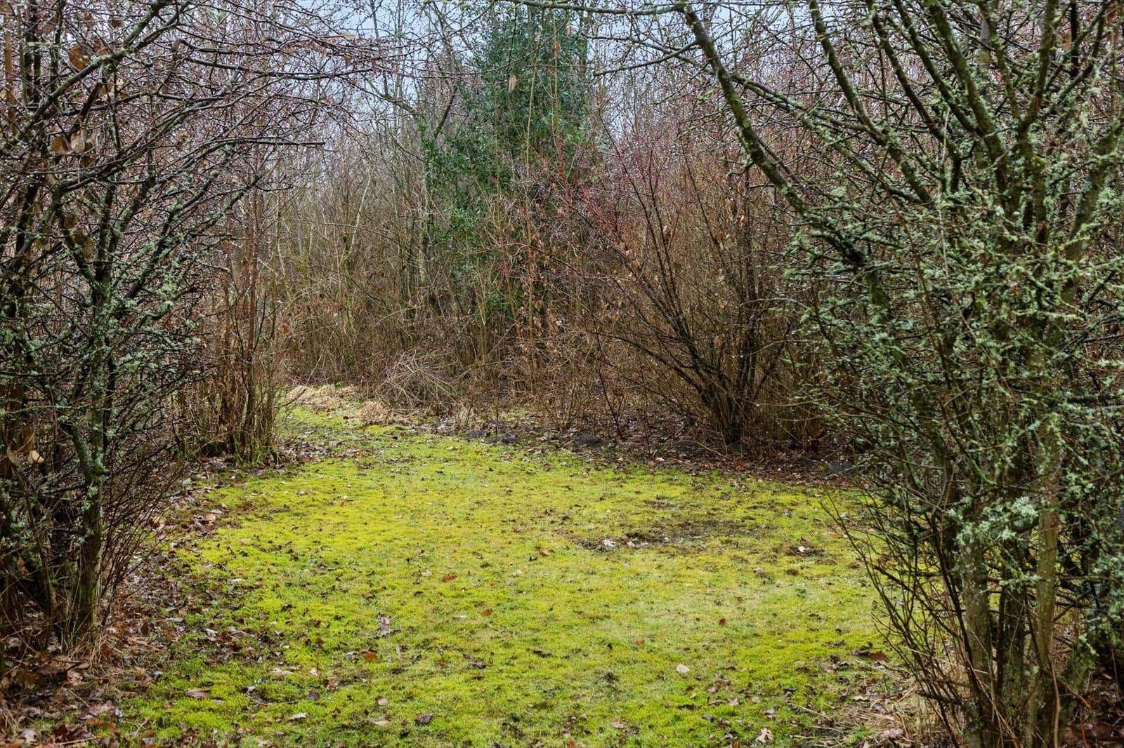 Ein Pfad durch einen Wald mit Moos und Bäumen